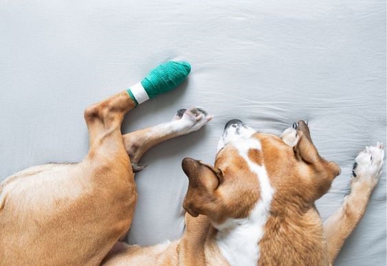 Vétérinaire d'Urgence